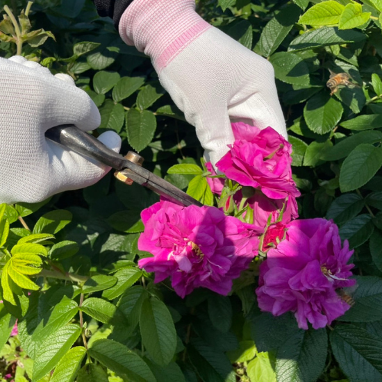 薔薇と苺のコンフィチュール