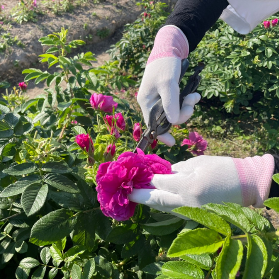 薔薇と檸檬のコンフィチュール