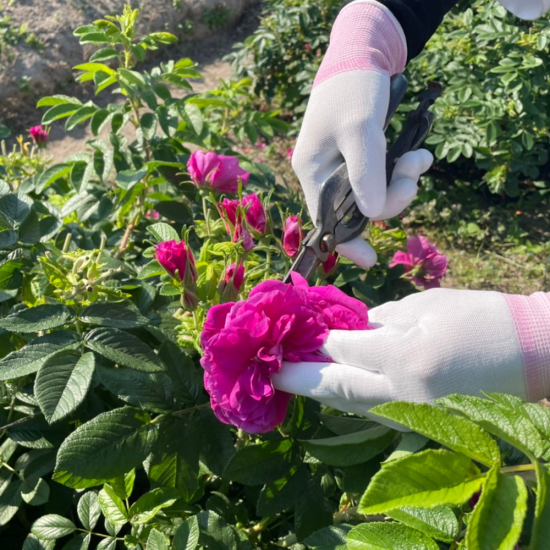 薔薇のコンフィチュール 3種セット