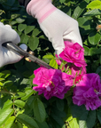 薔薇と苺のコンフィチュール