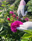 薔薇のコンフィチュール 3種セット
